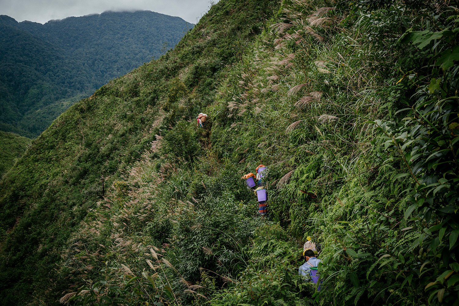 Cardamom National Park | LAT.40