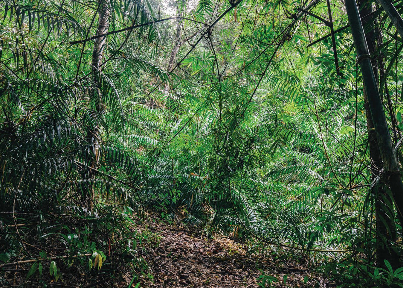Shinta Mani Wild en Cardamom National Park