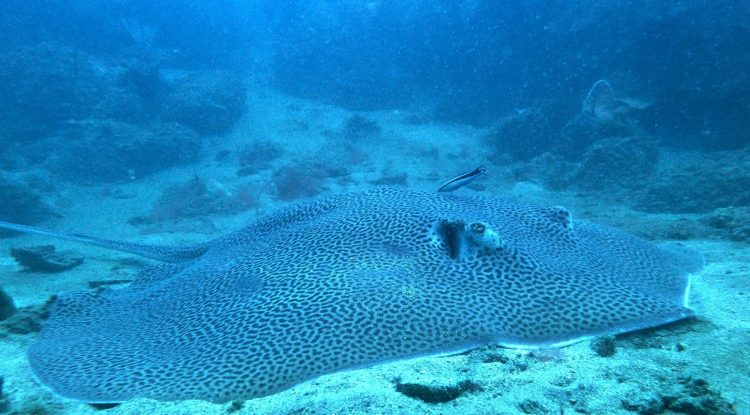 Cempedak Island