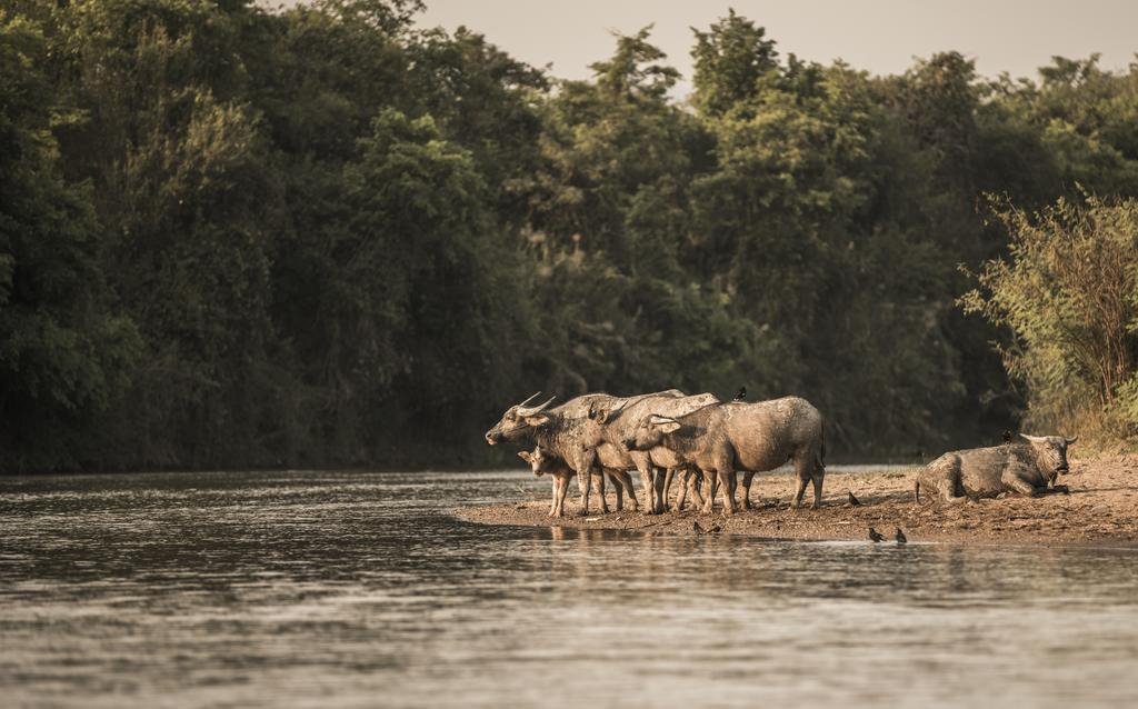 Four Seasons Tented Camp Golden Triangle en Chiang Rai