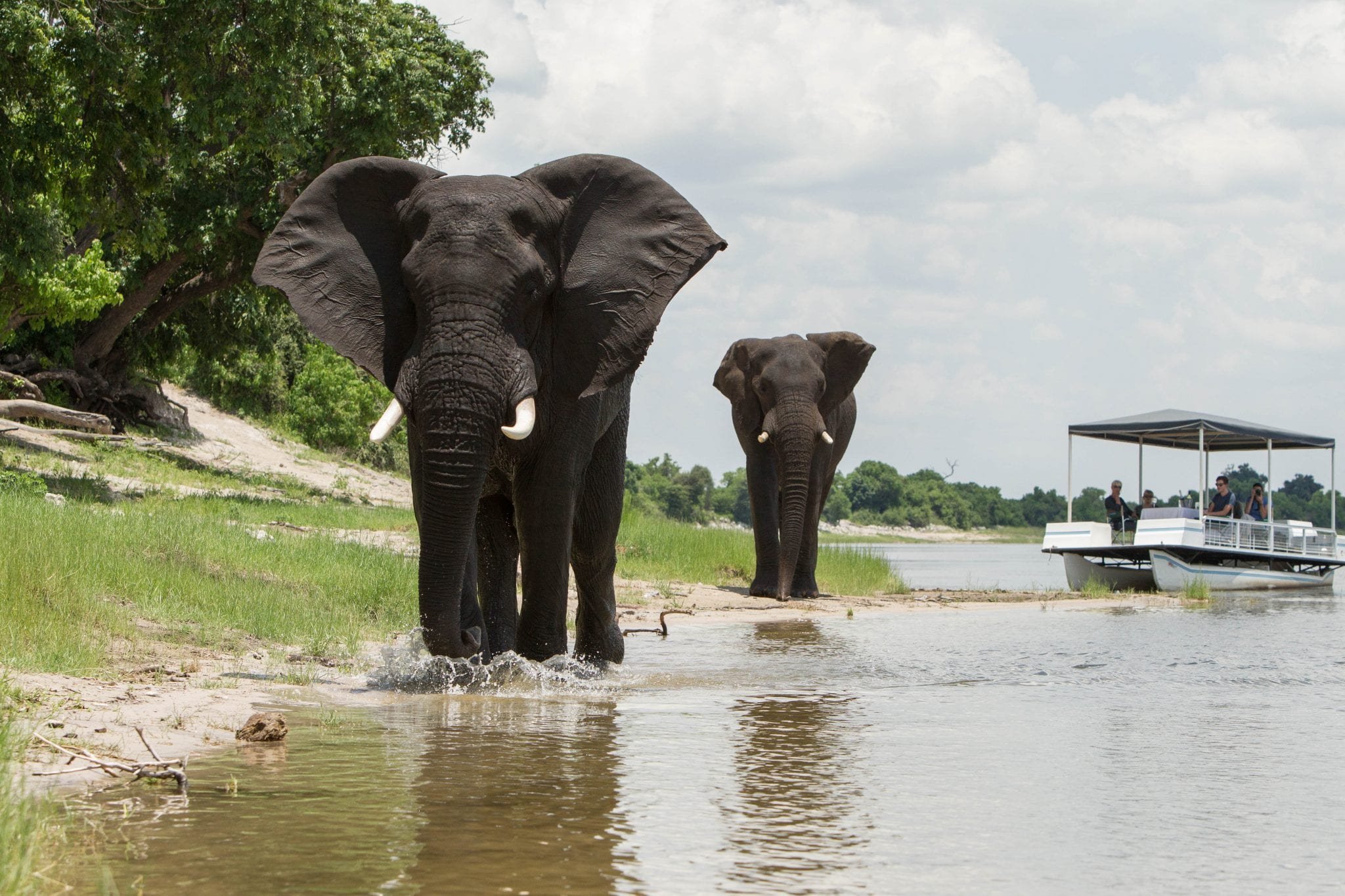 Muchenje Safari Lodge en Chobe