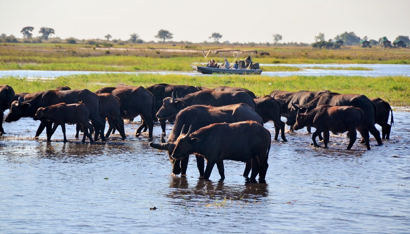Muchenje Safari Lodge en Chobe