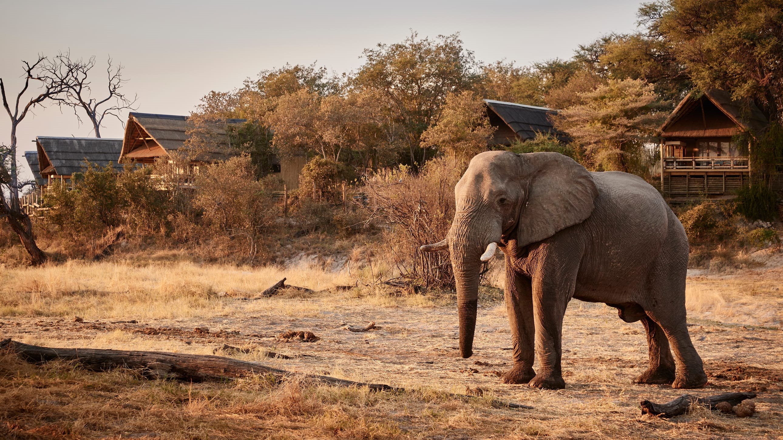 Belmond Savute Elephant Lodge en Chobe