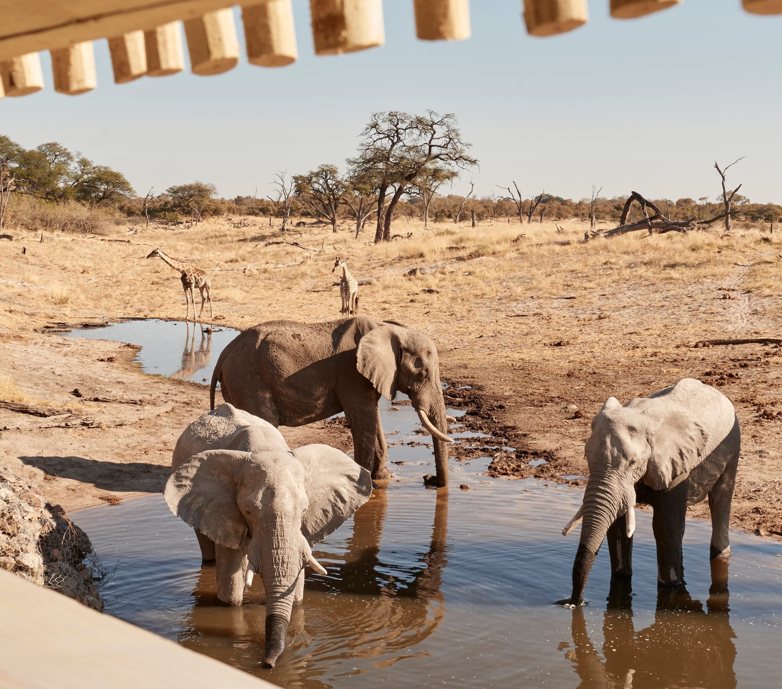 Belmond Savute Elephant Lodge en Chobe