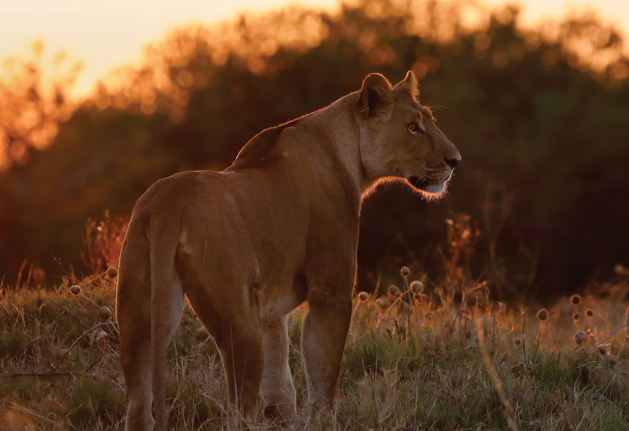 Belmond Savute Elephant Lodge en Chobe