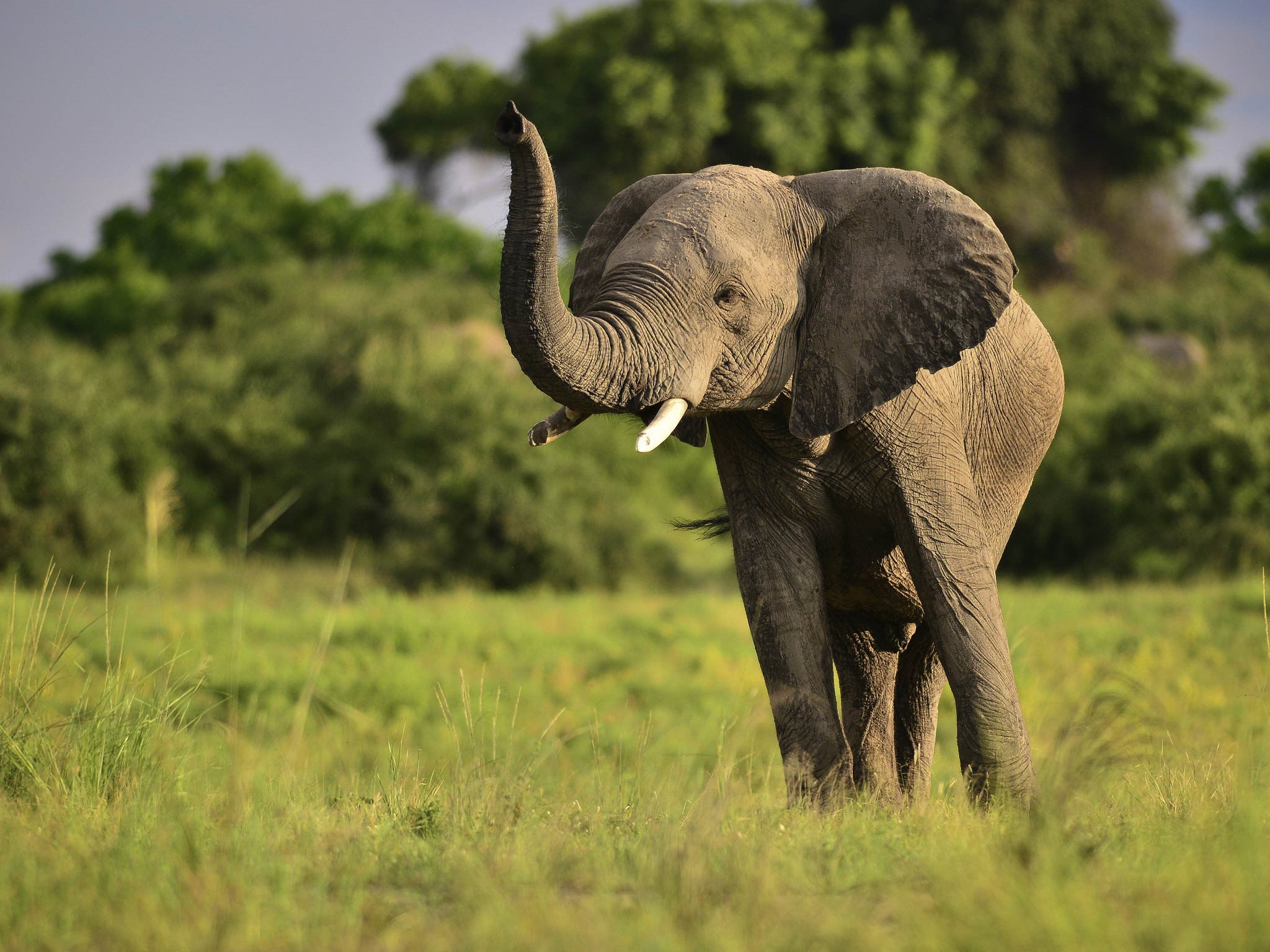 Zambezi Queen en Chobe