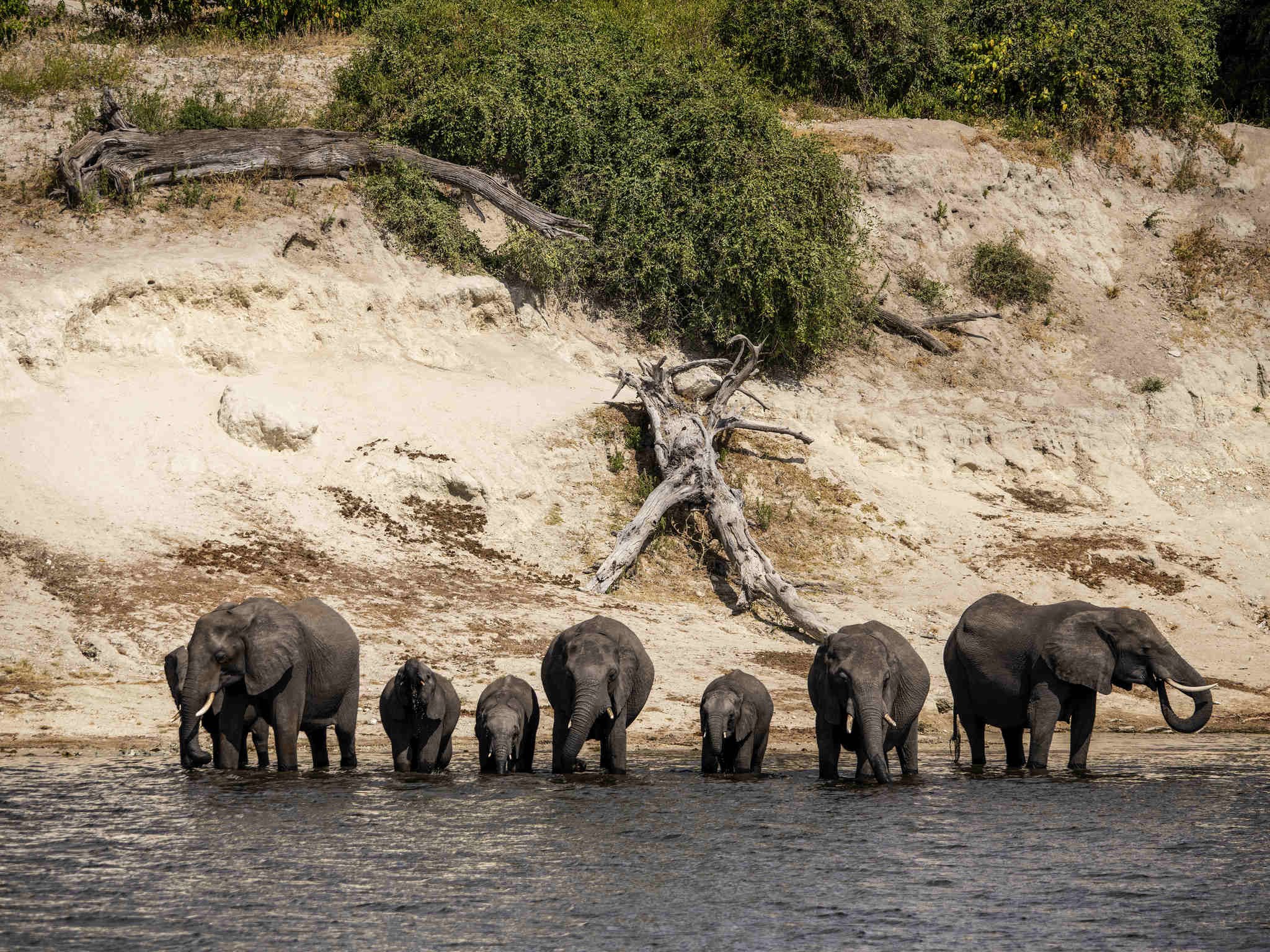 Zambezi Queen en Chobe