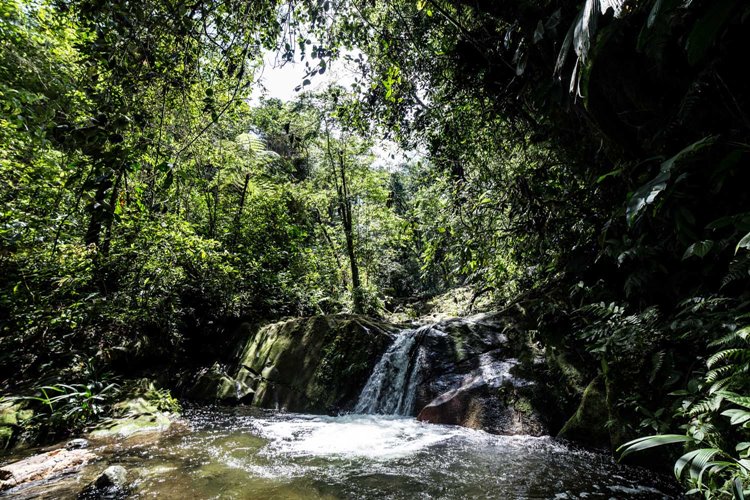 Casa Oropendola en Colombia