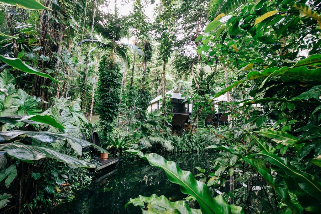 Daintree Forest