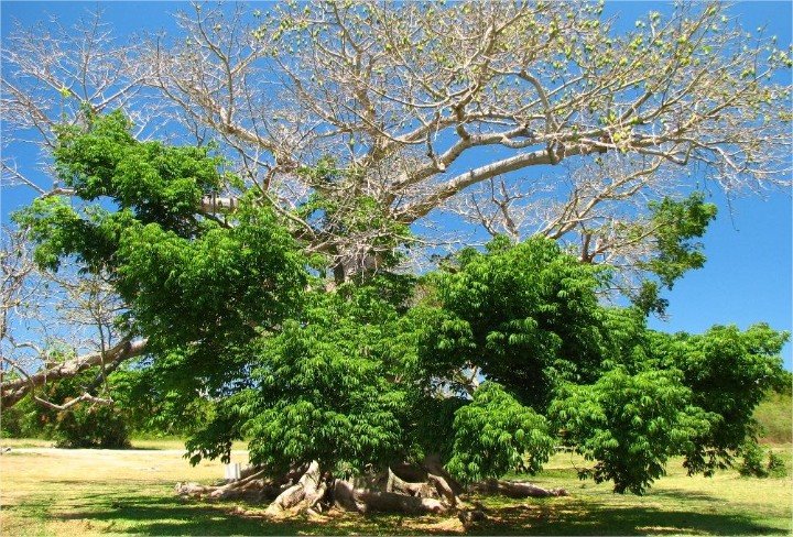 Finca Victoria en Puerto Rico