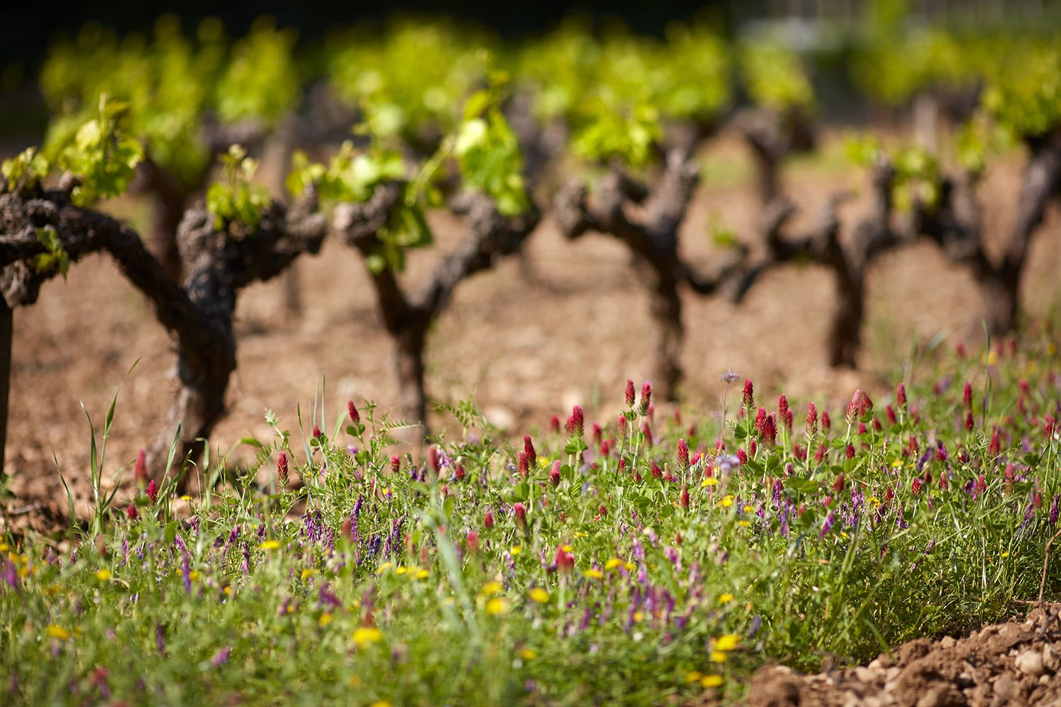 Domaine de Fontenille en France
