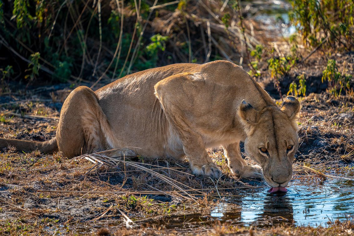 Jao Camp en Delta Okavango