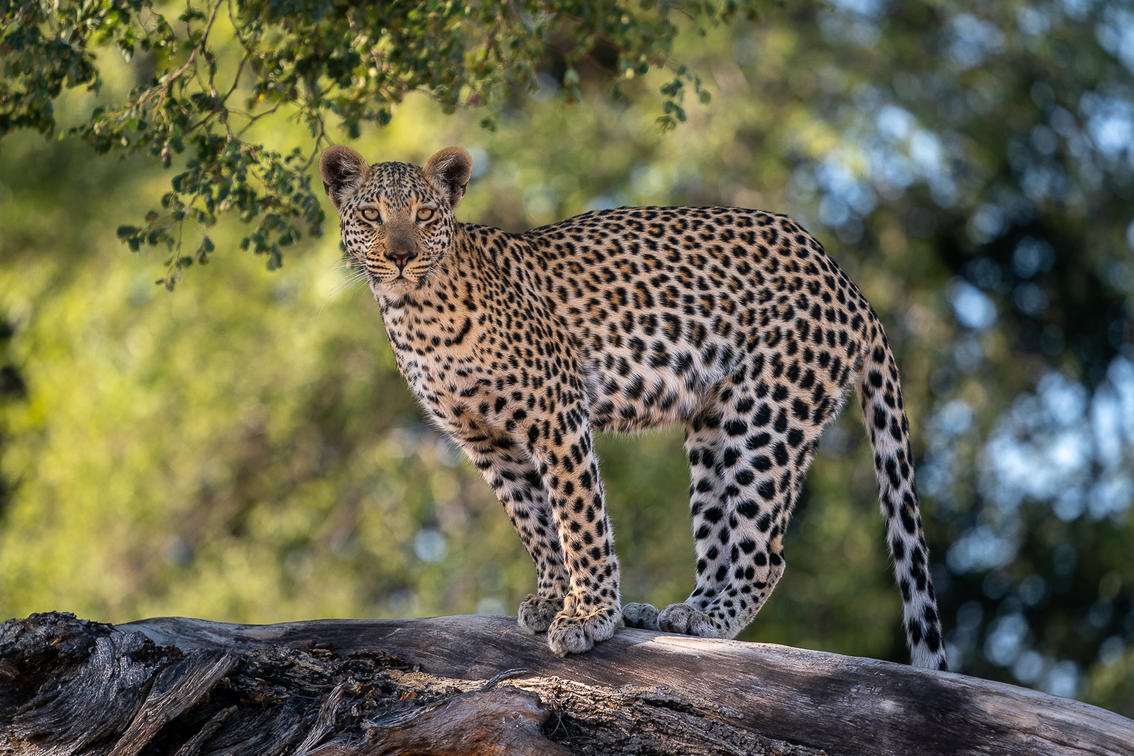 Jao Camp en Delta Okavango