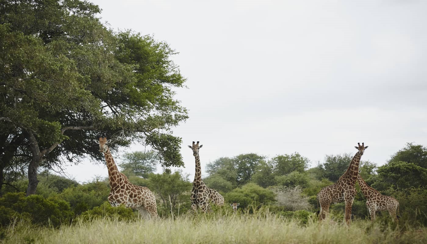 Singita Sweni Lodge en Singita Private Concession (Kruger)