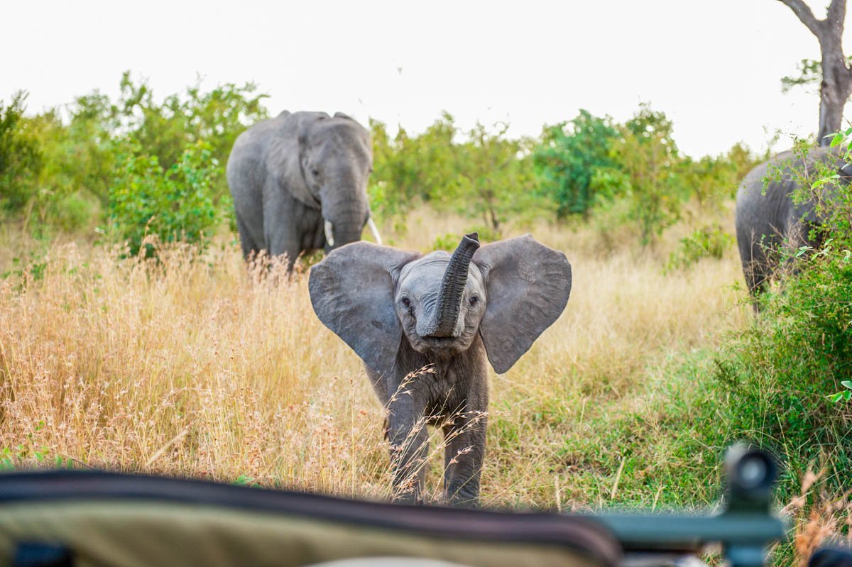 Singita Sweni Lodge en Singita Private Concession (Kruger)