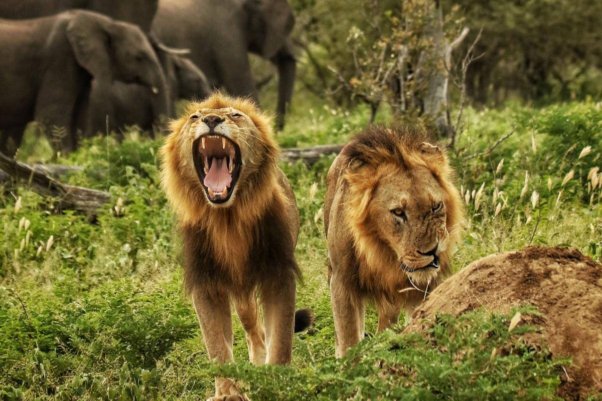 Lion Sands Ivory Lodge en Sabi Sands