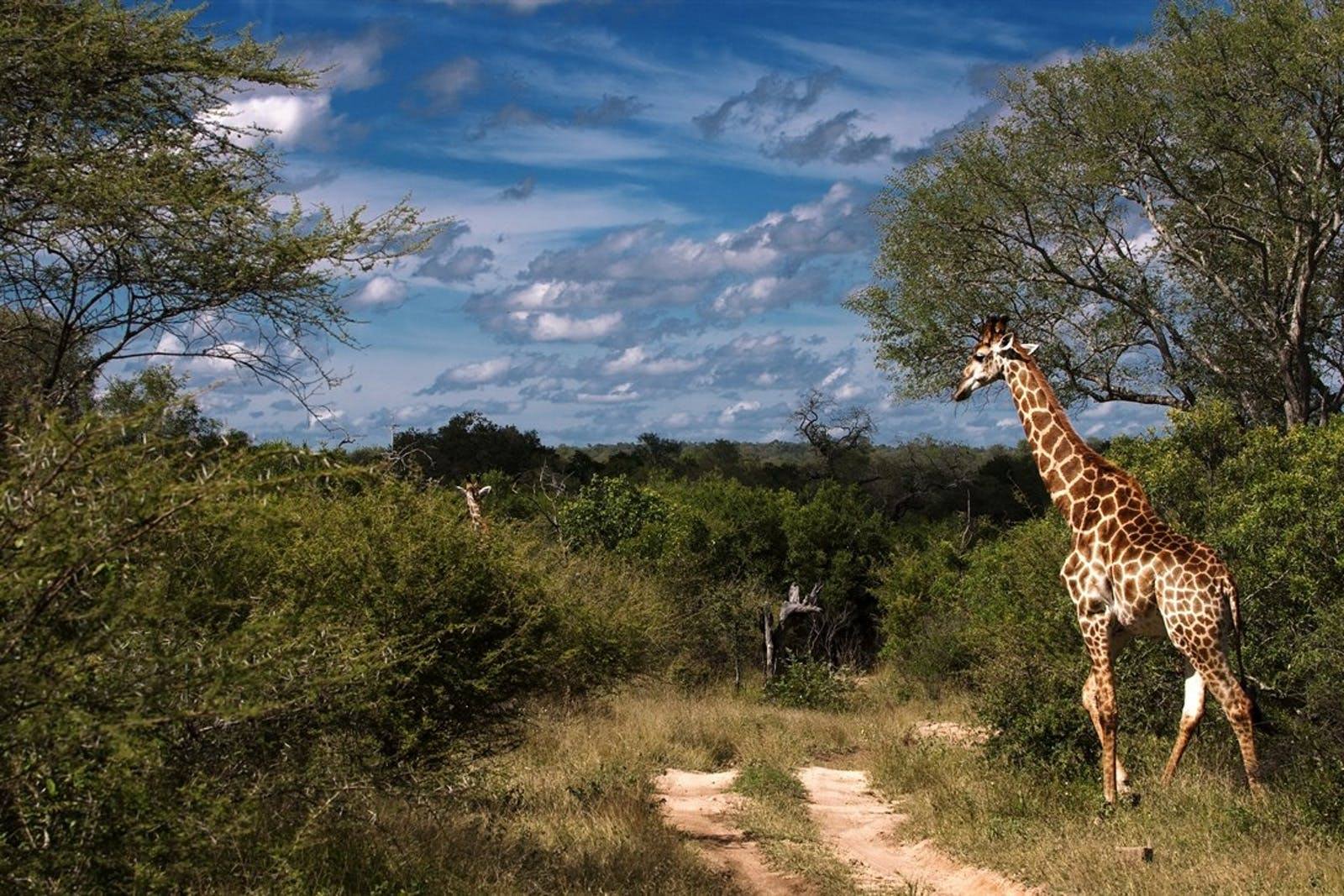 Lion Sands Ivory Lodge en Sabi Sands
