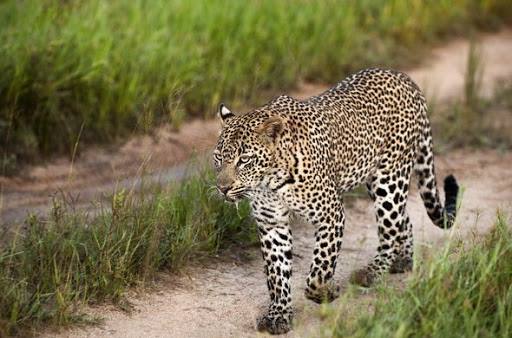 Lion Sands Ivory Lodge en Sabi Sands