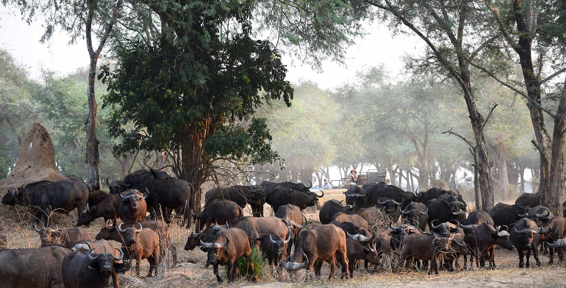 Sausage Tree Camp en Lower Zambezi