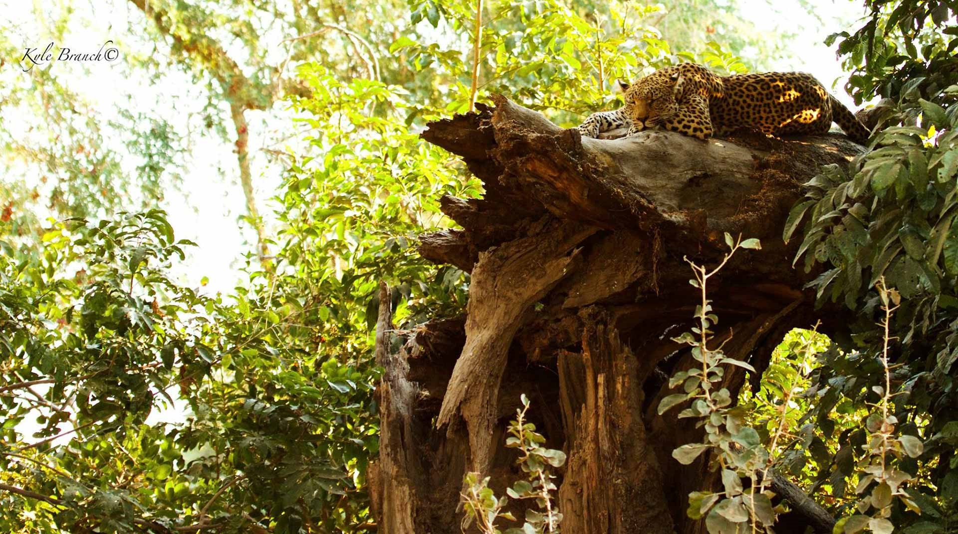 Sausage Tree Camp en Lower Zambezi