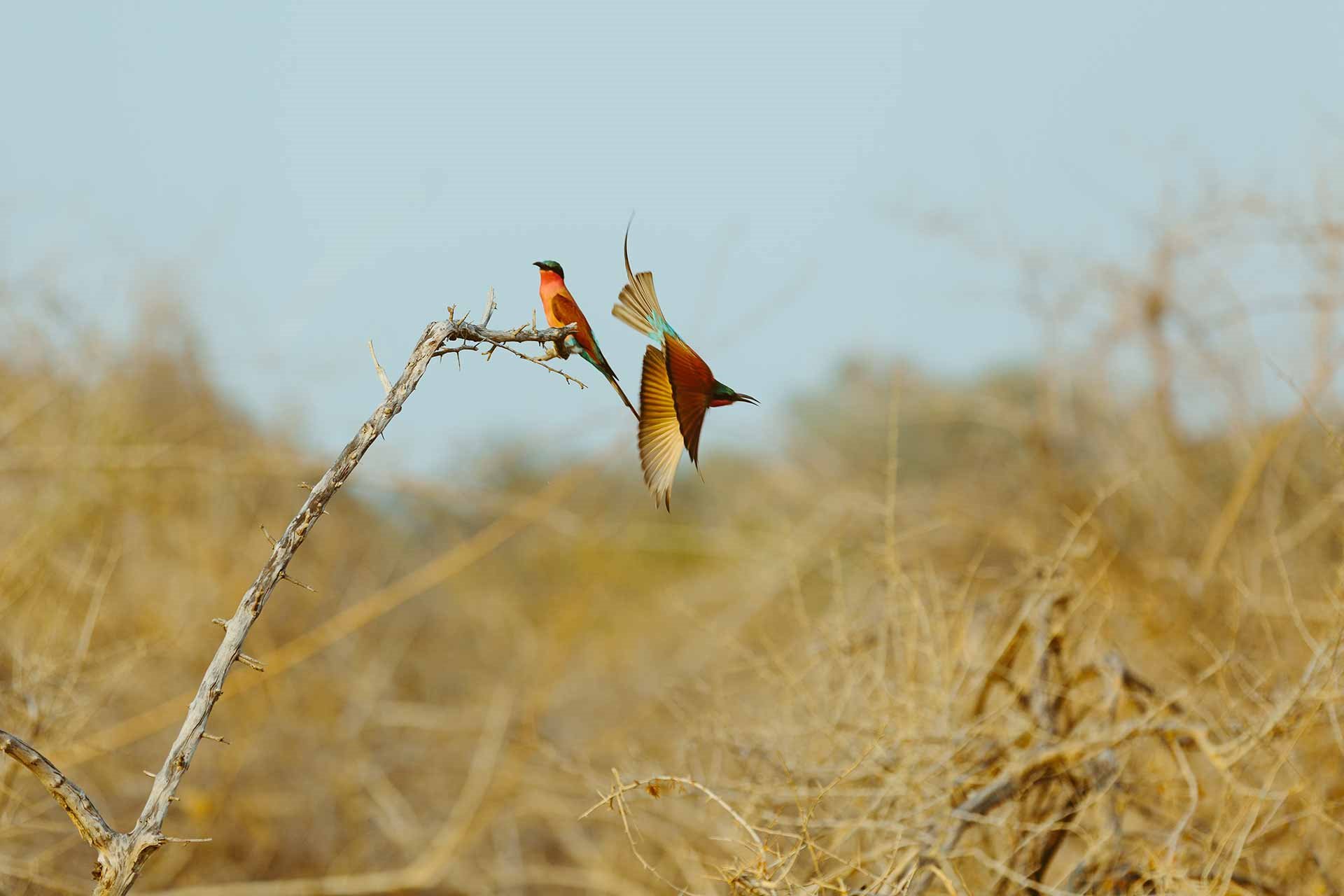 Sausage Tree Camp en Lower Zambezi