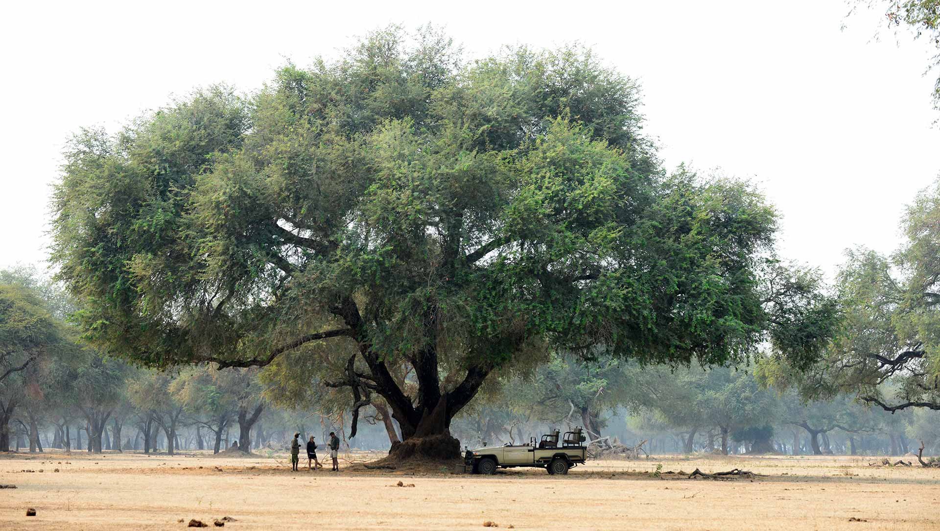 Sausage Tree Camp en Lower Zambezi