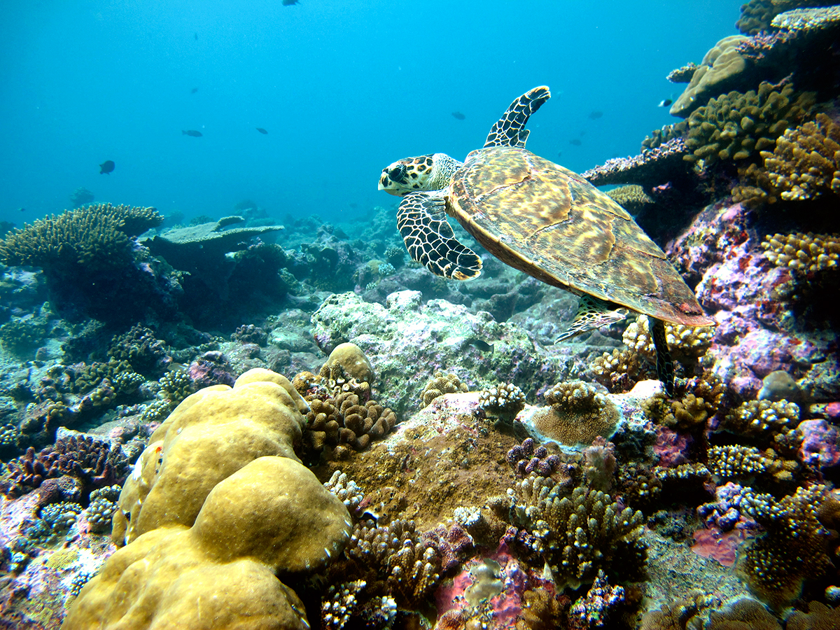 Park Hyatt Hadahaa en Gaafu Alifu Atoll