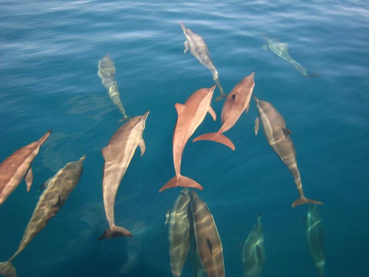 Park Hyatt Hadahaa en Gaafu Alifu Atoll