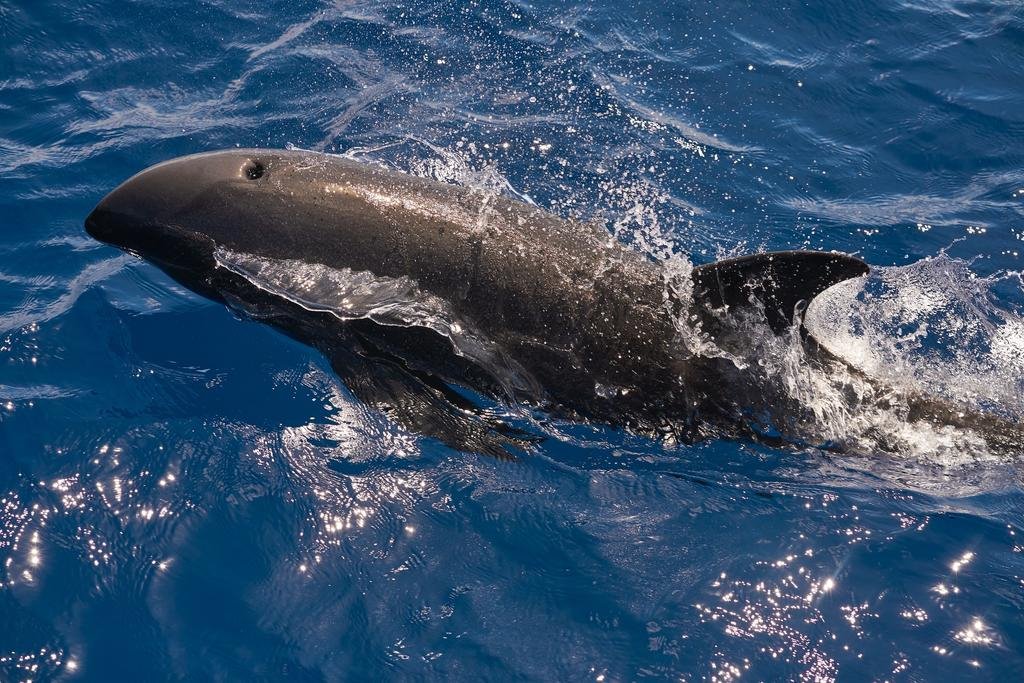 Raffles Maldivas Meradhoo en Gaafu Alifu Atoll