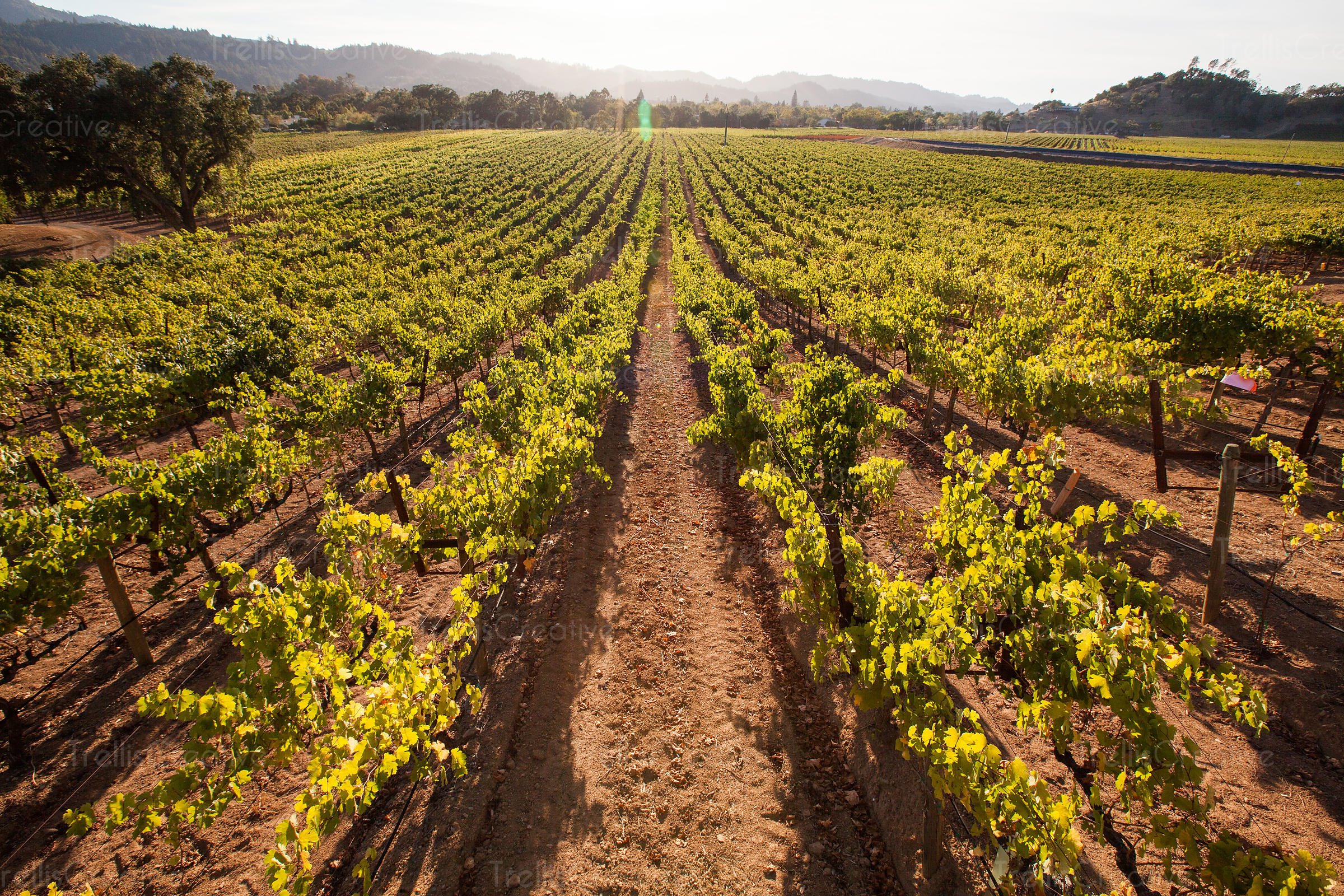 Napa Valley | LAT.40