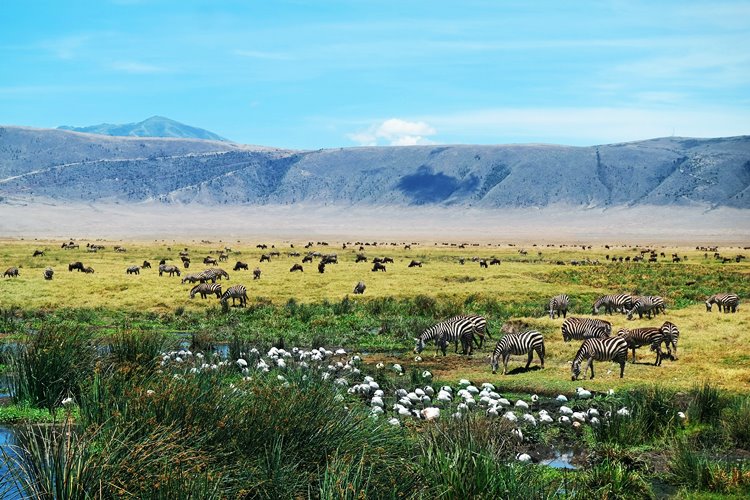 Ngorongoro | LAT.40