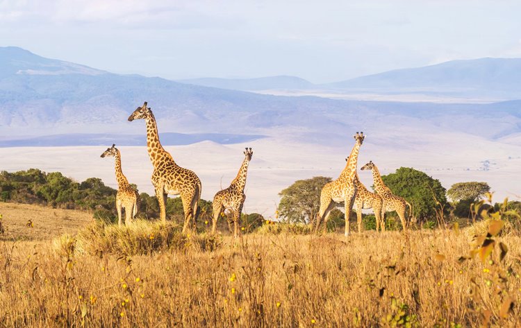Ngorongoro | LAT.40