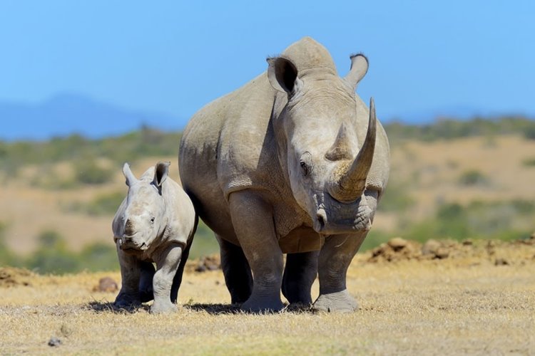Ol Pejeta | LAT.40