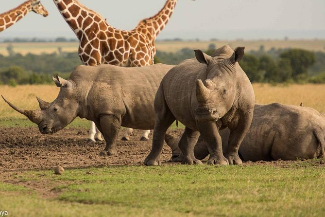 Ol Pejeta | LAT.40