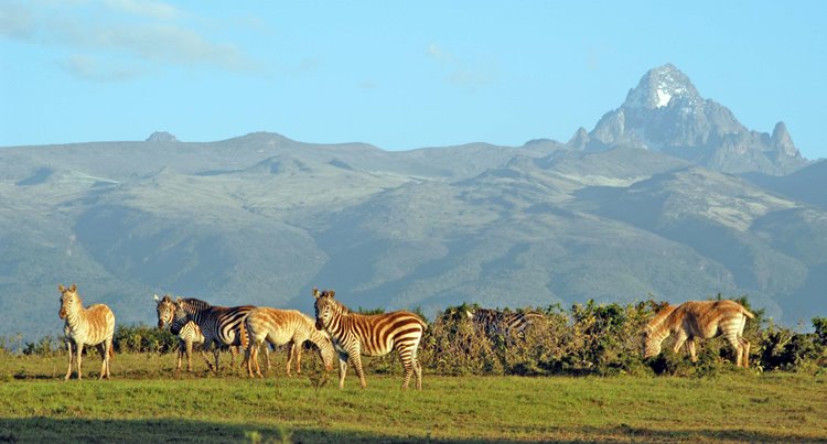Ol Pejeta | LAT.40