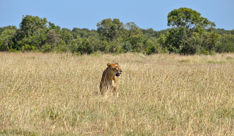 Ol Pejeta | LAT.40