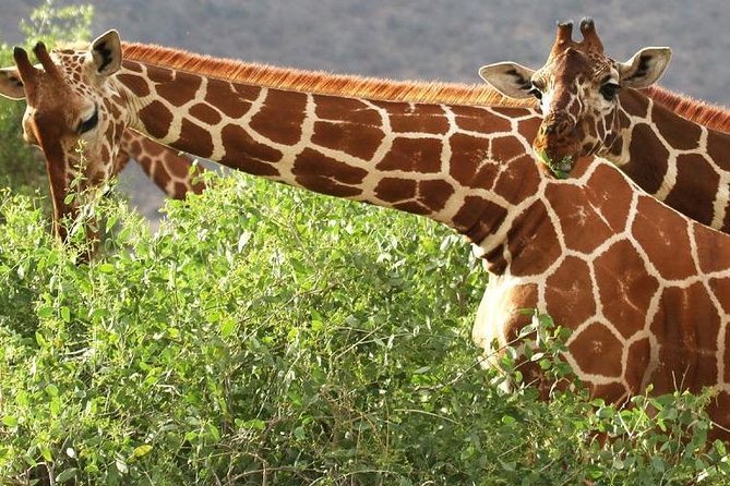 Ol Pejeta | LAT.40