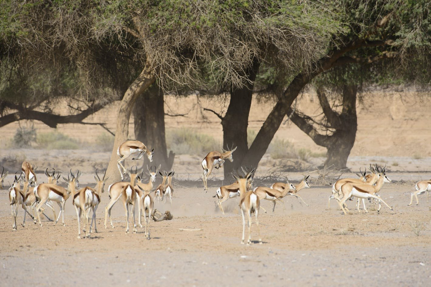 Hoanib Skeleton Coast en Skeleton Coast