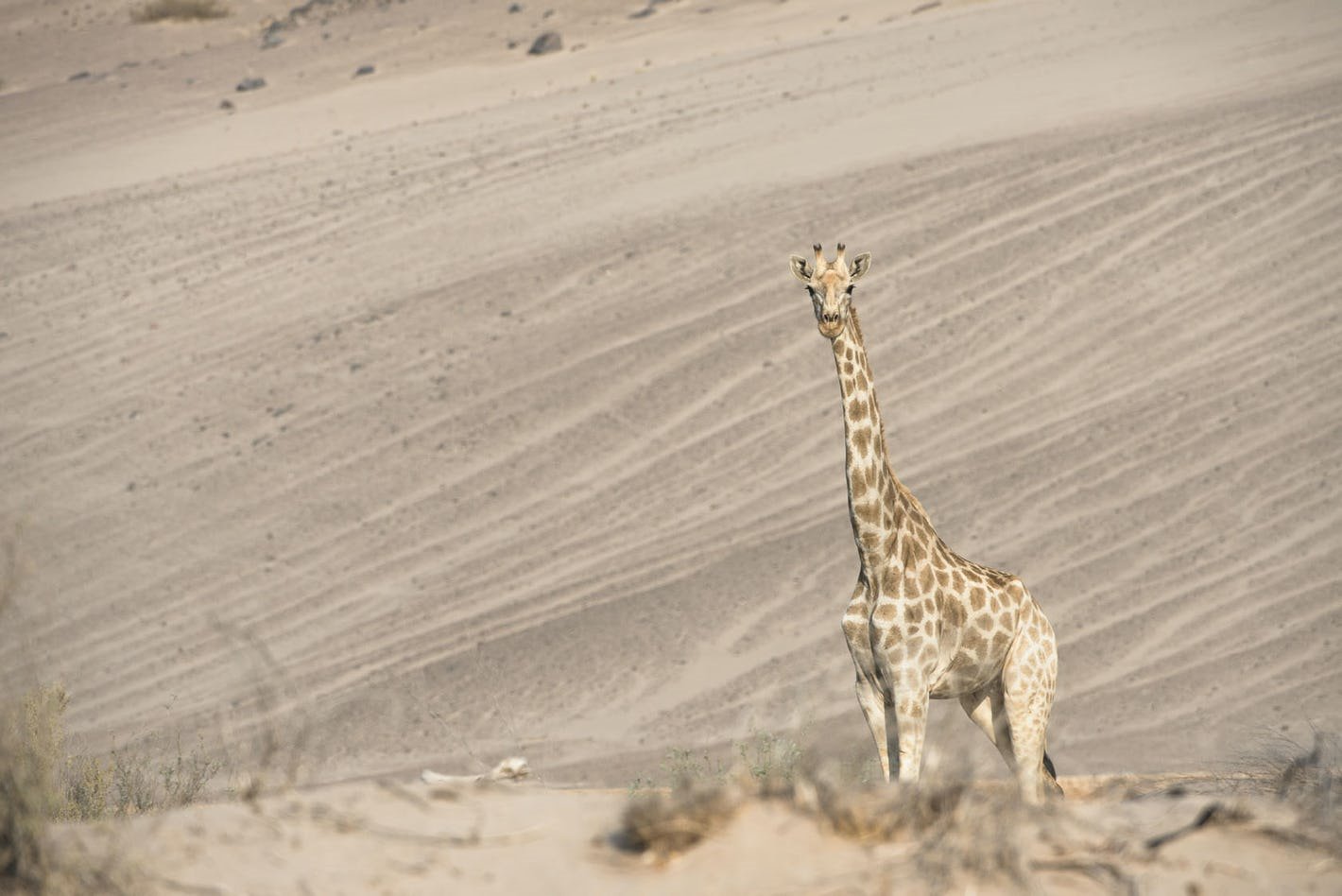 Hoanib Skeleton Coast en Skeleton Coast