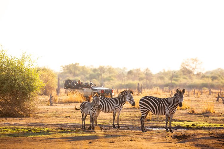 Puku Ridge en Luangwa Valley