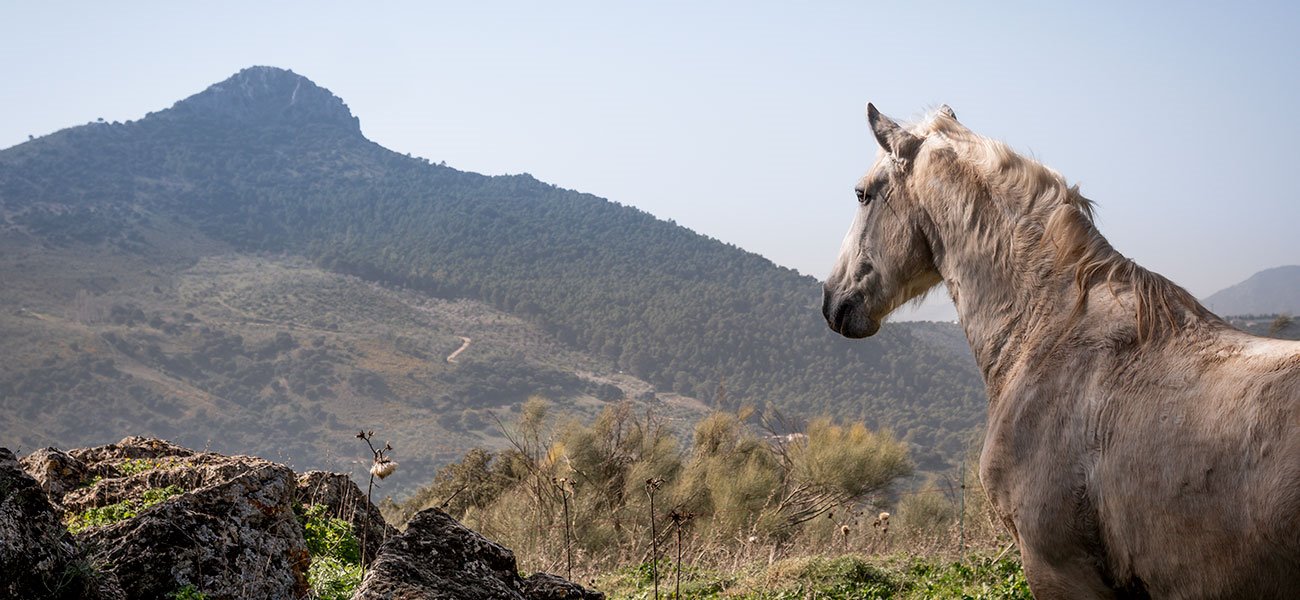 Finca La Donaira en Spain