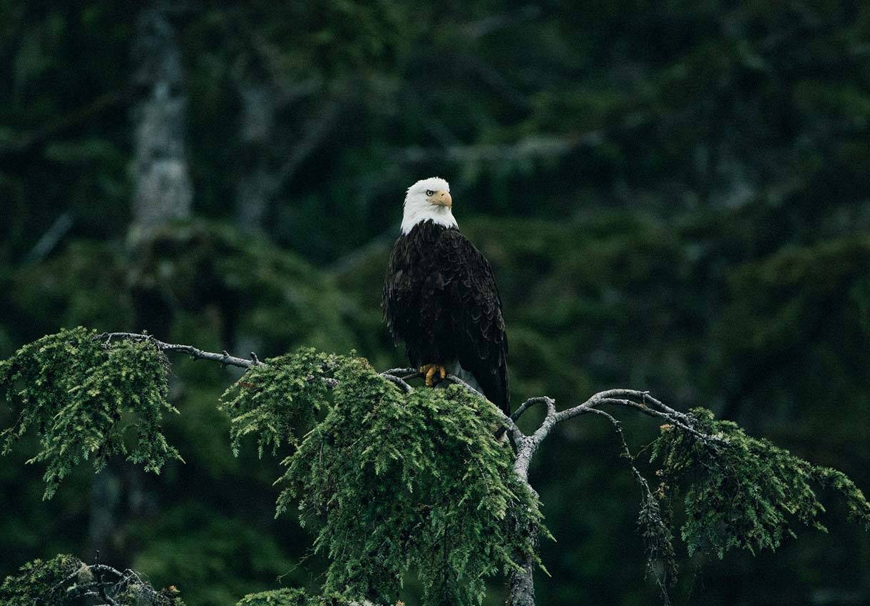 Clayoquot Wilderness en Tofino