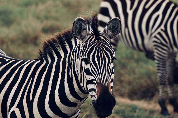 1920's Cottar's Safari Camp en Masai Mara