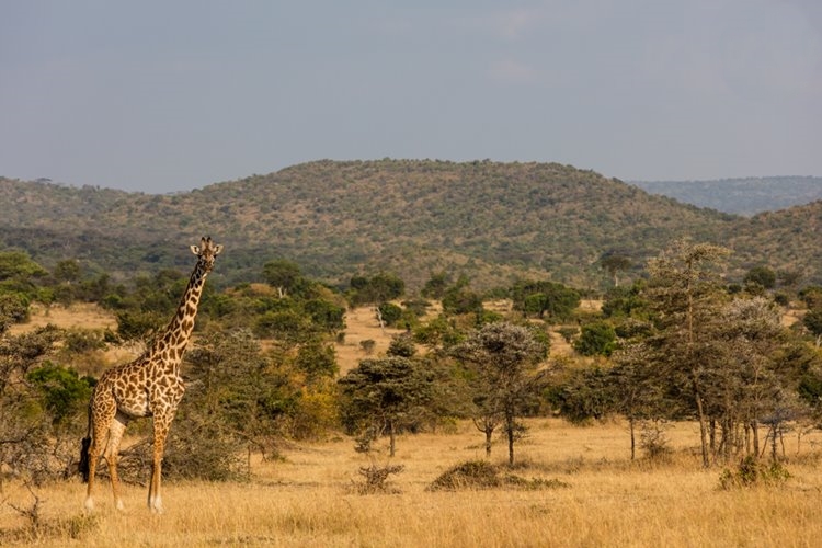 1920's Cottar's Safari Camp en Masai Mara