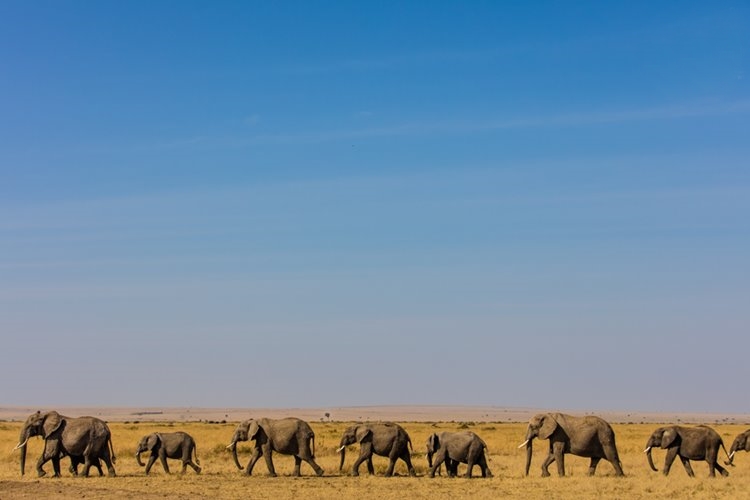 1920's Cottar's Safari Camp en Masai Mara