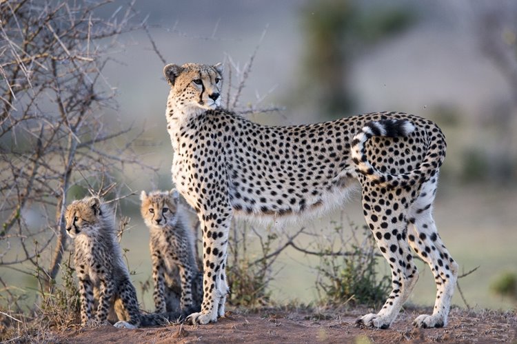 1920's Cottar's Safari Camp en Masai Mara