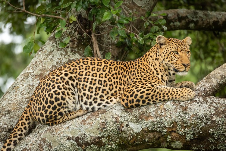 1920's Cottar's Safari Camp en Masai Mara