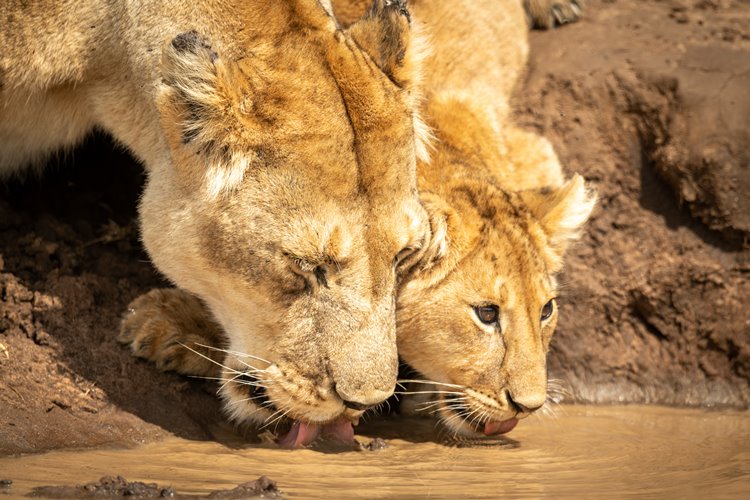 1920's Cottar's Safari Camp en Masai Mara