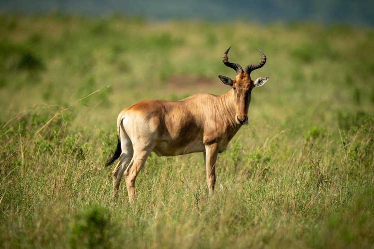 1920's Cottar's Safari Camp en Masai Mara