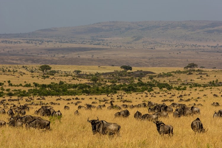 1920's Cottar's Safari Camp en Masai Mara